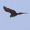 Bateleur