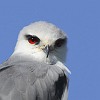 Black-winged Kite by Klaus Bjerre