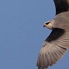 Black-winged Kite