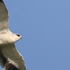 Black-winged Kite