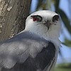 Black-winged Kite