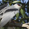 Black-winged Kite