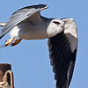 Black-winged Kite