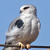 Black-winged Kite