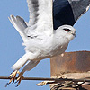 Black-winged Kite