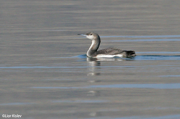 Black-throated Diver