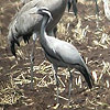 Demoiselle Crane