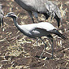 Demoiselle Crane