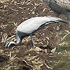 Demoiselle Crane