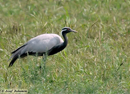 Demoiselle Crane