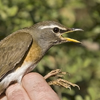 Eye-browed Thrush