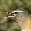 Eye-browed Thrush