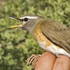 Eye-browed Thrush