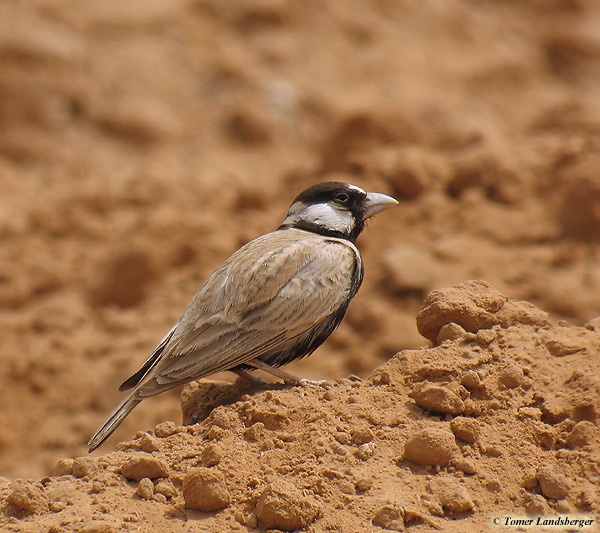 Black-crowned Sparrow-Lark 