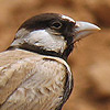 Black-crowned Sparrow-Lark