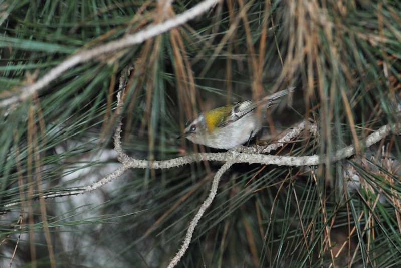 Firecrest