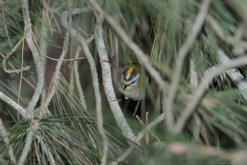 Firecrest
