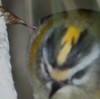 Black-throated Accentor