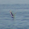 Franklin's Gull