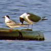 Franklin's Gull