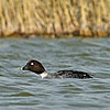 Goldeneye, Golan 08