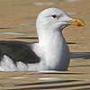 Graet Black-backed Gull