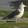 Graet Black-backed Gull