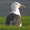 Graet Black-backed Gull