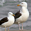 Graet Black-backed Gull