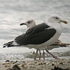 Great Black-backed Gull