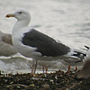 Great Black-backed Gull