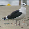 Great Black-backed Gull