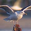 Great Black-backed Gull