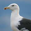 Great Black-backed Gull