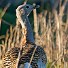 Great Bustard