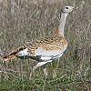 Great Bustard