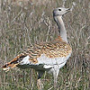 Great Bustard (Otis tarda), Golan, 24/Jan/2004