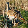 Great Bustard