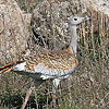 Great Bustard