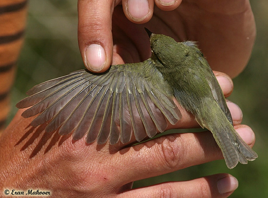 Green Warbler Philloscopus trochiloides nitidus