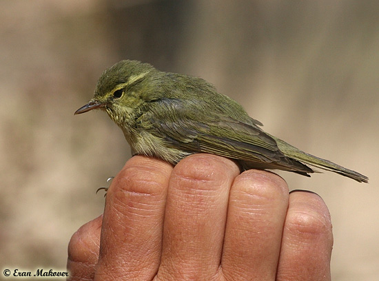 Green Warbler Philloscopus trochiloides nitidus