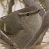 Hume’s Warbler