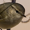 Hume’s Warbler