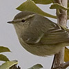 Hume’s Warbler