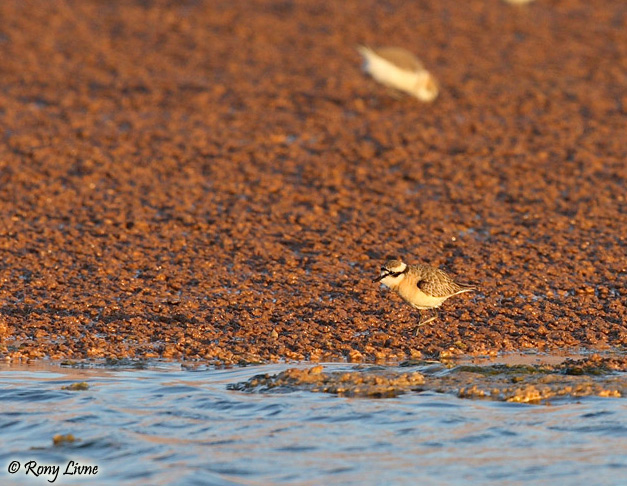 Kittlitz's Plover Charadrius pecuarius