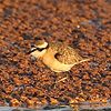 Kittilitz's Plover