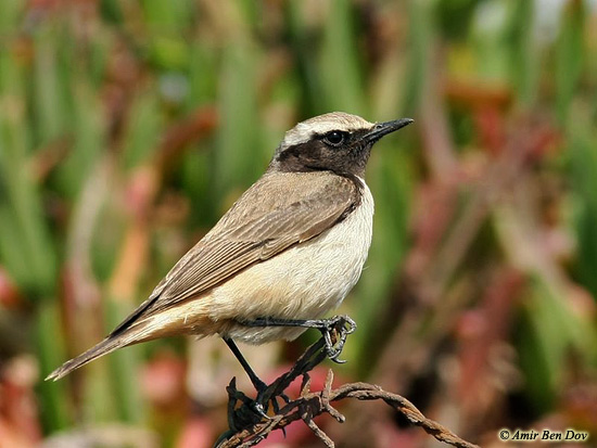 Kurdish Wheatear Oenanthe xanthoprymna