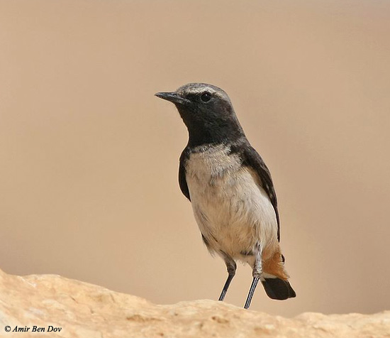 Kurdish Wheatear Oenanthe xanthoprymna