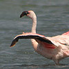 Lesser Flamingo