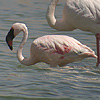 Lesser Flamingo